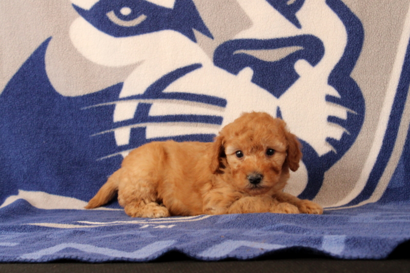 puppy, for, sale, Mini Goldendoodle F1B, Matthew B. Stoltzfus, dog, breeder, Gap, PA, dog-breeder, puppy-for-sale, forsale, nearby, find, puppyfind, locator, puppylocator, aca